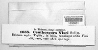 Botryosphaeria visci image